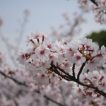 八王子市南大沢桜1