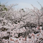 八王子市南大沢で撮影した桜3