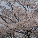 八王子市南大沢で撮影した桜2